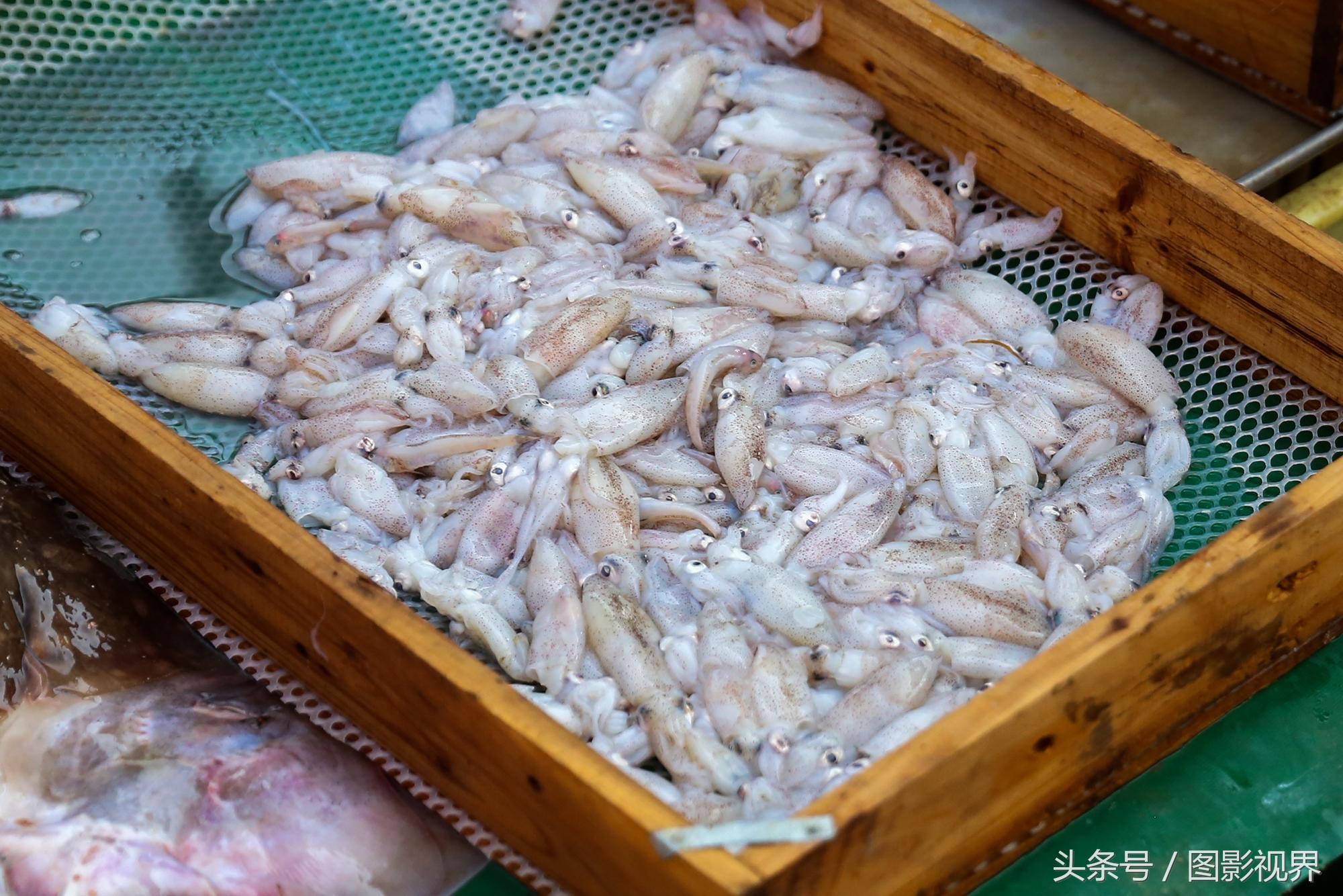 白對(duì)蝦養(yǎng)殖最新方法，提升產(chǎn)量與品質(zhì)的科技革新