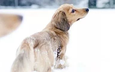 最新山東格惠犬吧，探索格惠犬的世界